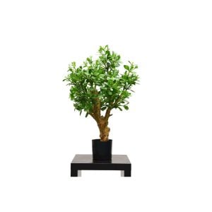 3300P5226GR 3300P5226GR (EA) - Green 36"H PE Jade plant w/1152 Lvs