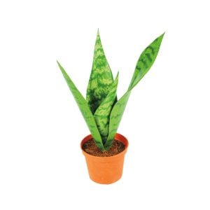 3300P7325GR 3300P7325GR (EA) - Green 121/2"H Sansevieria/Snake Potted Bush w/5 Lvs