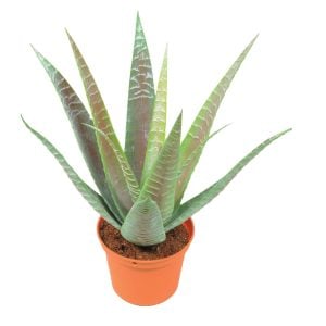 3300P7329GRBR 3300P7329GRBR (EA) - Green/Rust 10 5/8"H Baby Aloe Potted Bush w/11 Lvs
