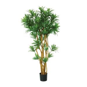 3300P5232GR 3300P5232GR (EA) - Green Two-Tone 5'H Dracaena Reflexa Tree X 9 w/1269 Lvs