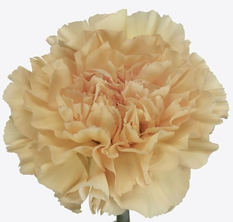 Crimea Carnation