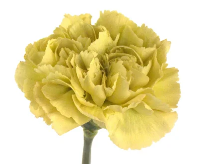 Mustard Carnation