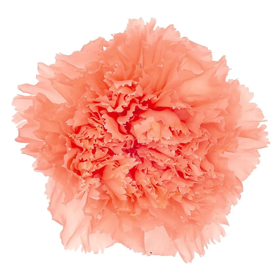 Sorbet Carnation
