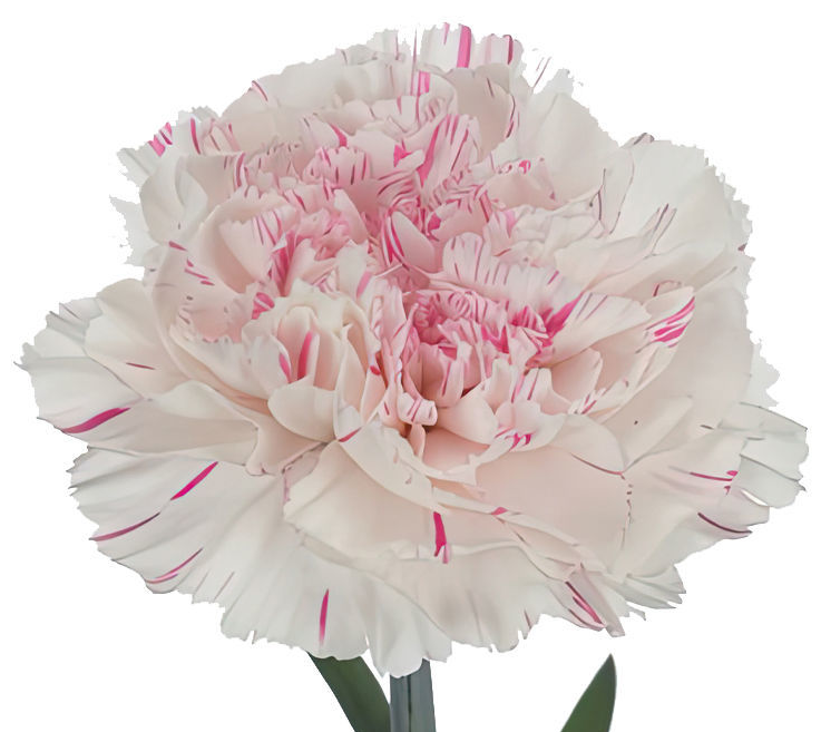 Yukari Cherry Carnation