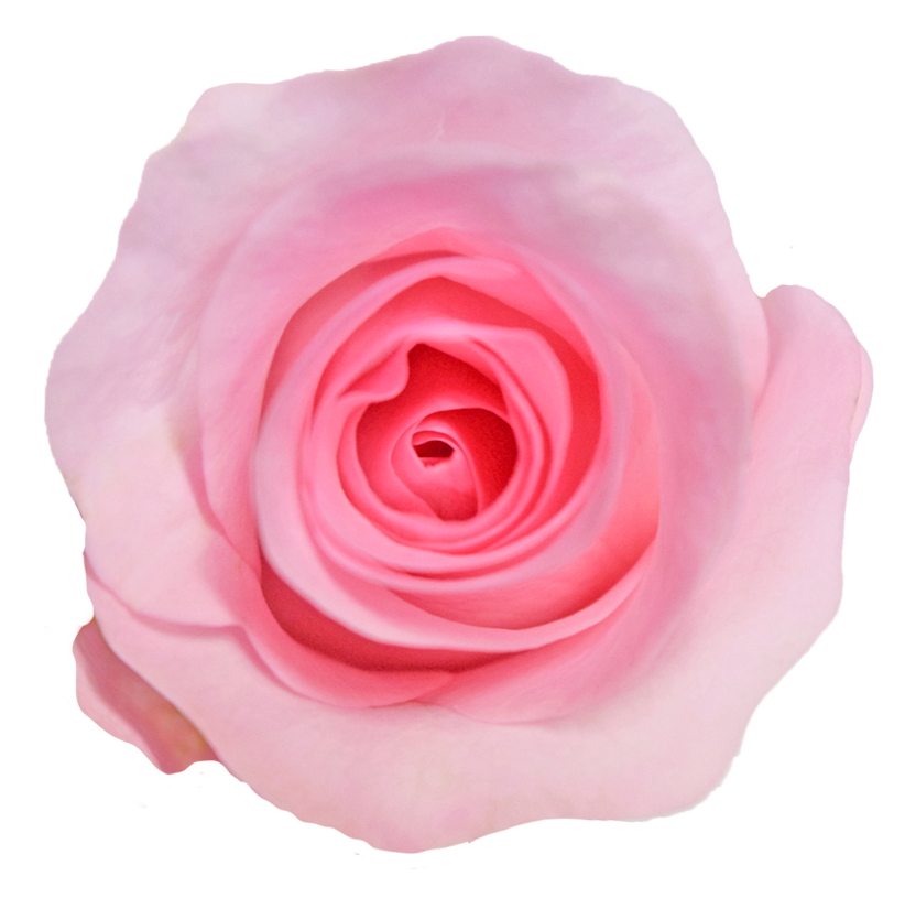 Blushing Akito Rose
