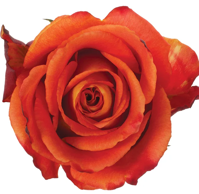 Chilis Rose