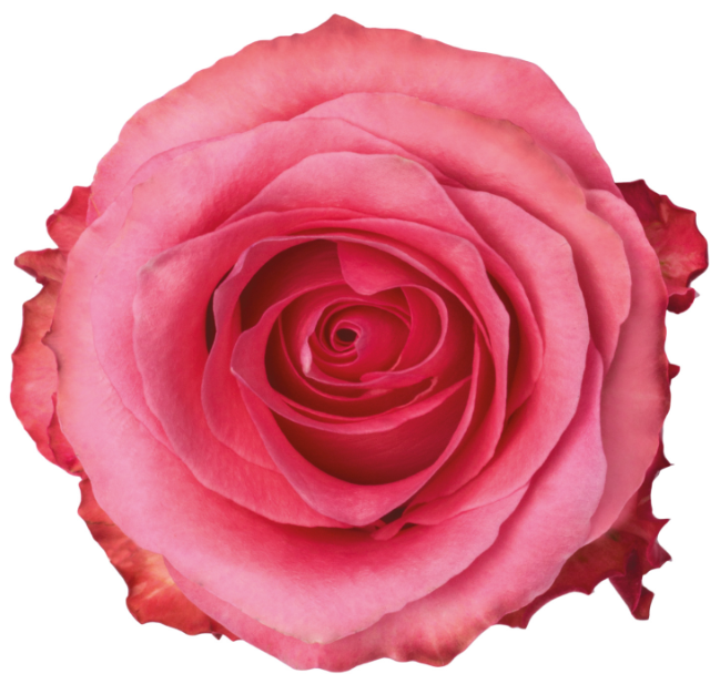 Conquista Rose