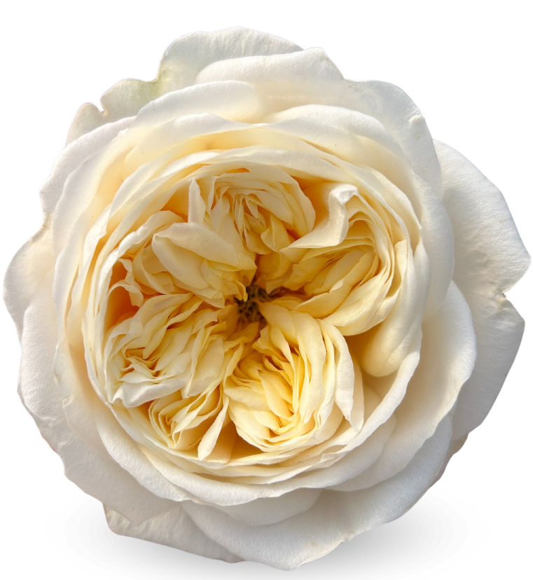 Fatima Gardens Garden Rose