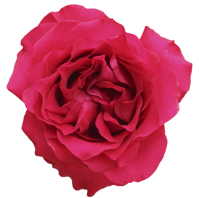 French Kiss Rose