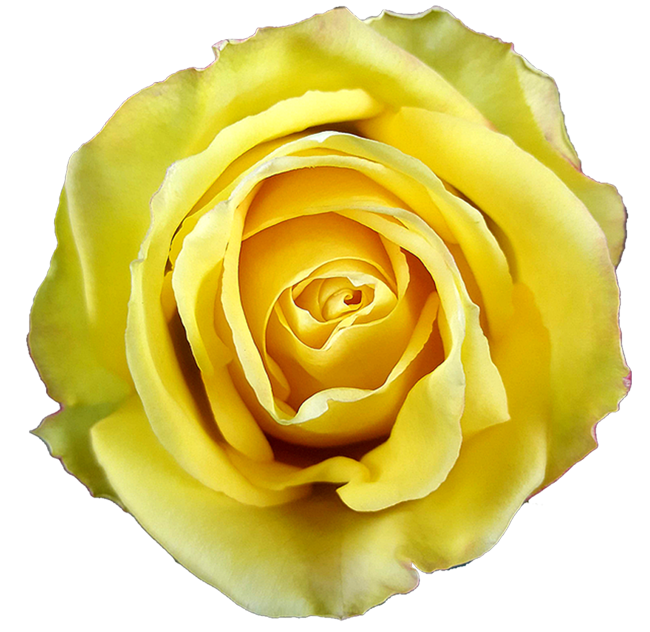 Mohana Rose