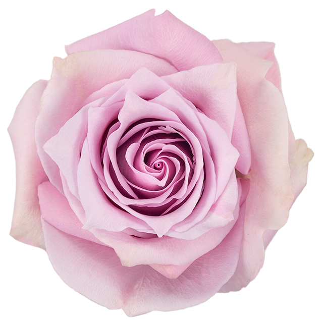 Nautica Rose