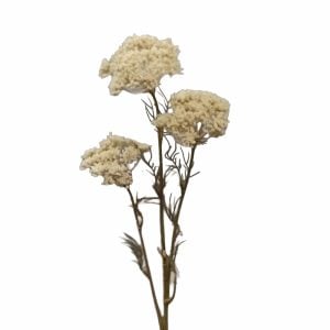 290S38706CR (EA) - Cream 29 1/2"H Yarrow Spray × 3