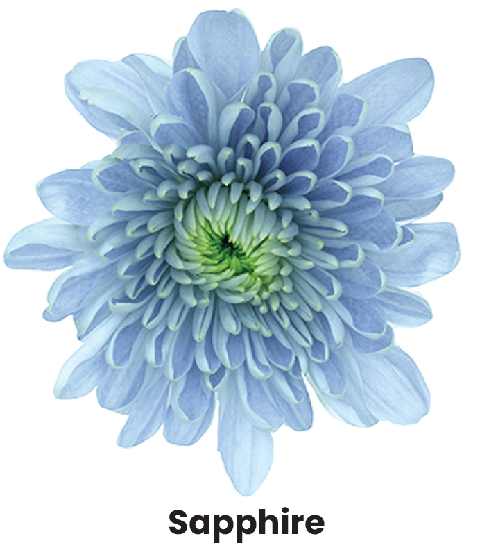 Natural Blue Flowers: Introducing the “BluOcean” Chrysanthemum Line ...